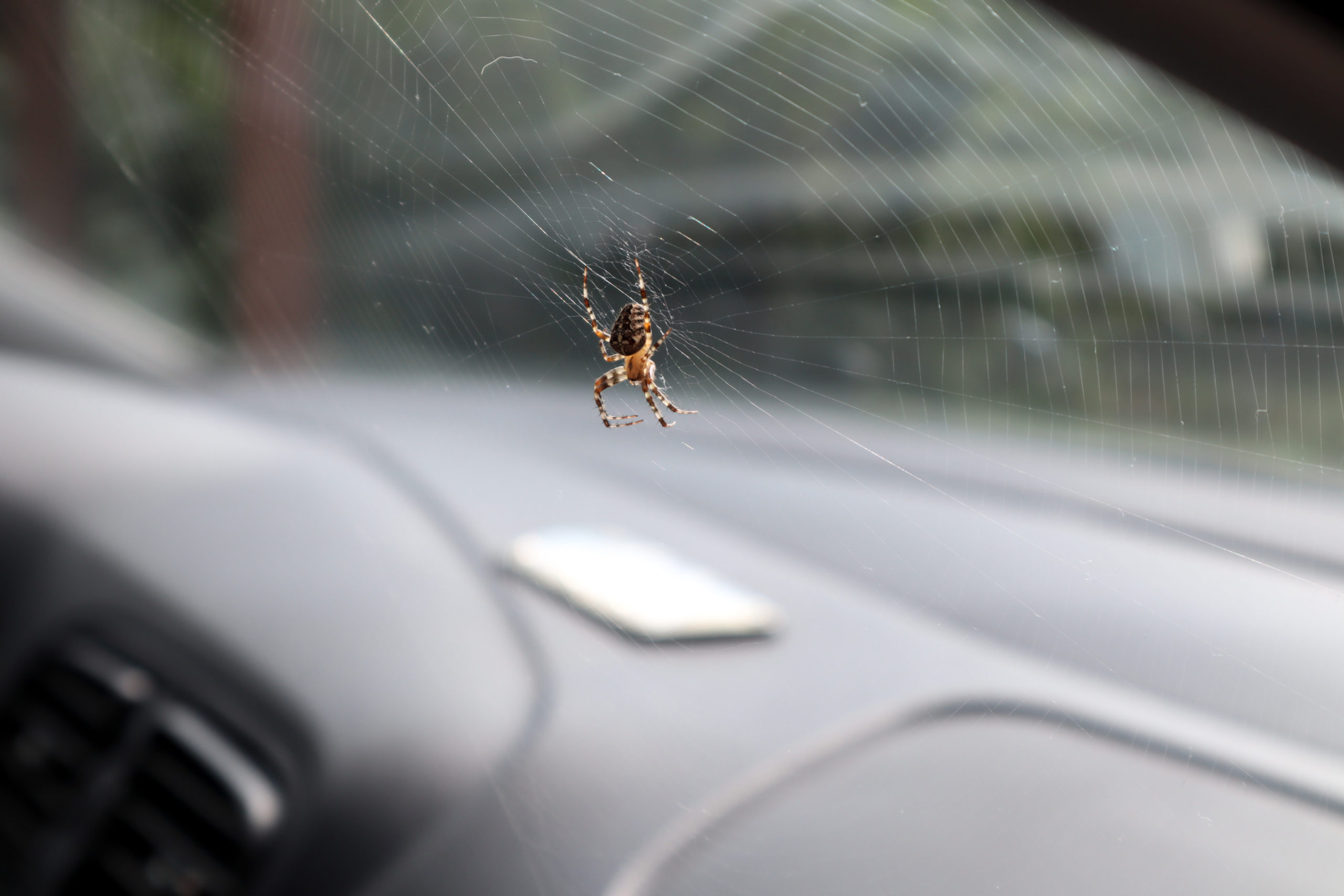 How To Get A Spider Out Of Your Car & Survive Girls Who Drive