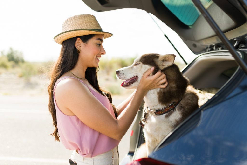 dog car essentials